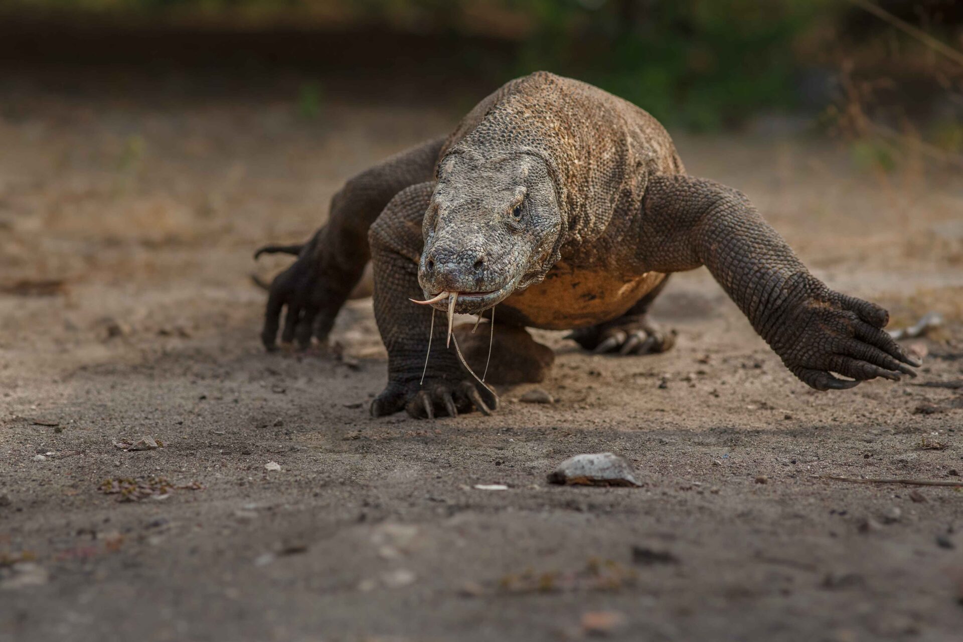 Flores & Komodo